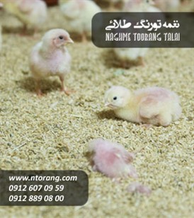 فروش جوجه گوشتی راس زربال ضیابر